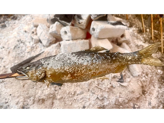 シュテッケルフィッシュ（鮎の塩焼き）
